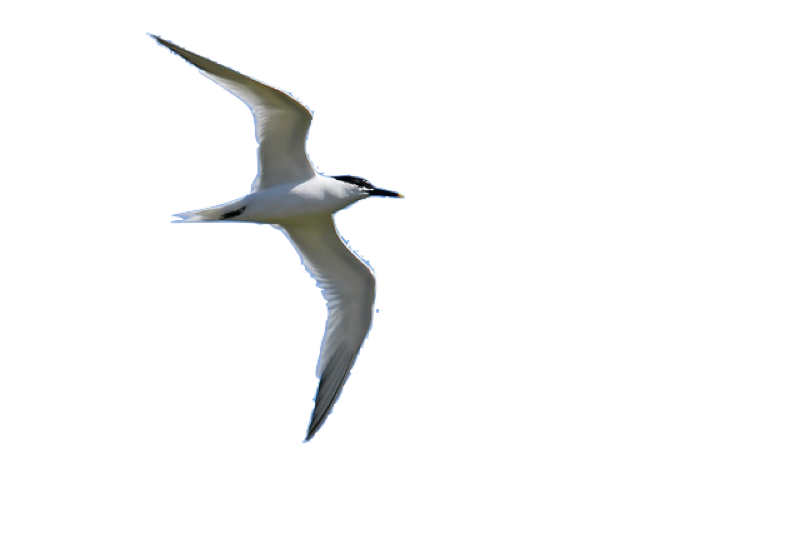 oiseaux marins